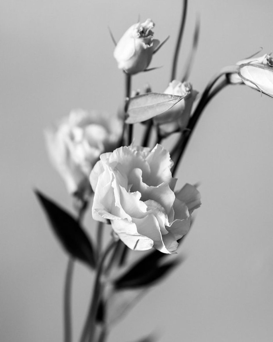Цветы чёрно белые в интерьере