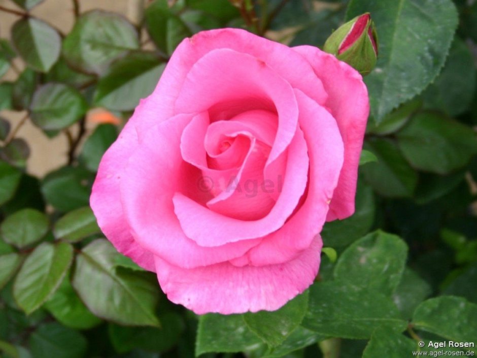 Роза целеб