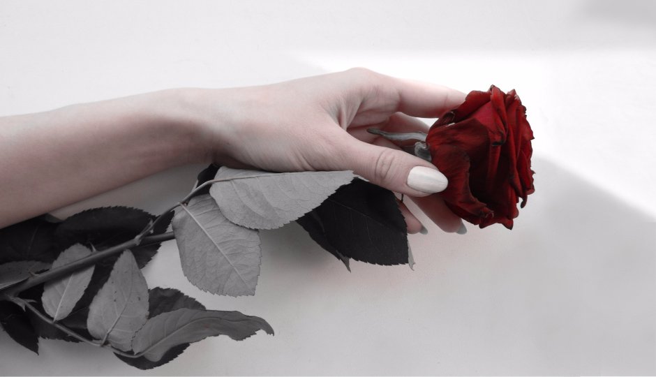 Красная роза в руке Эстетика
