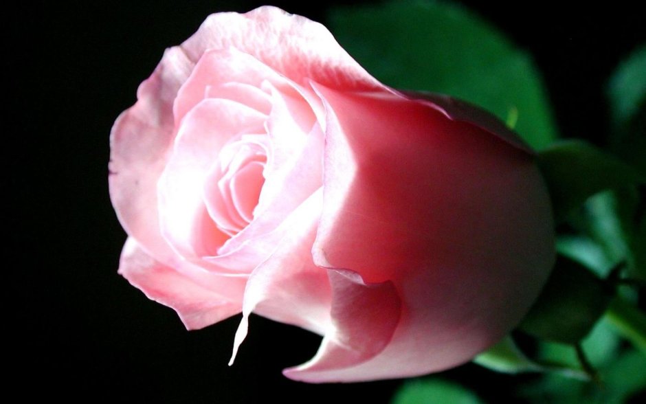 Роза Феурио розы