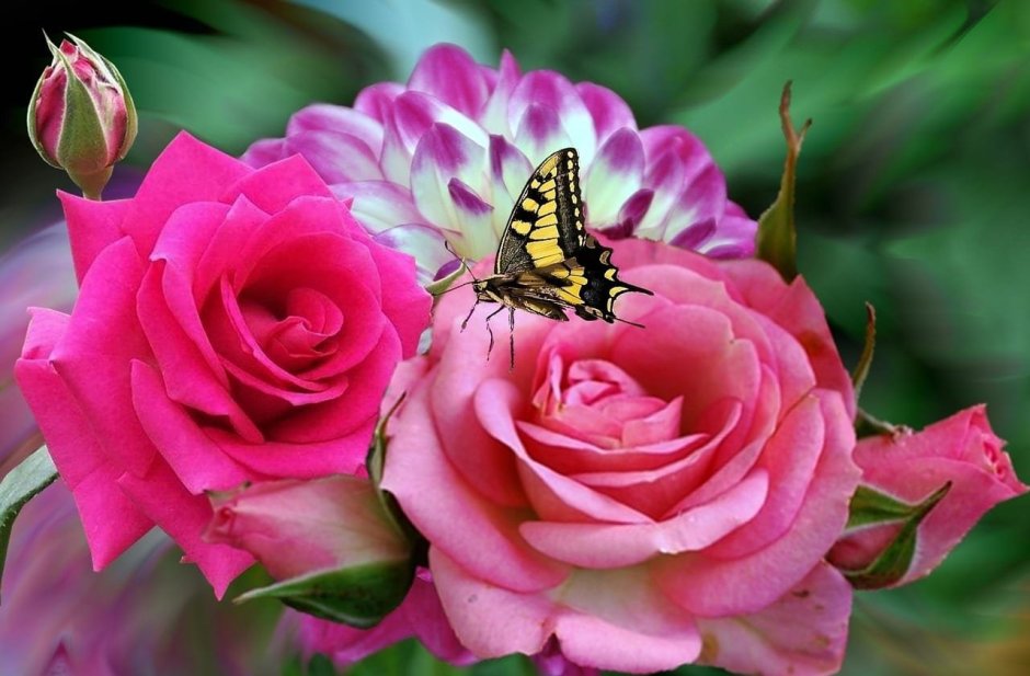 Розовая роза с бабочками