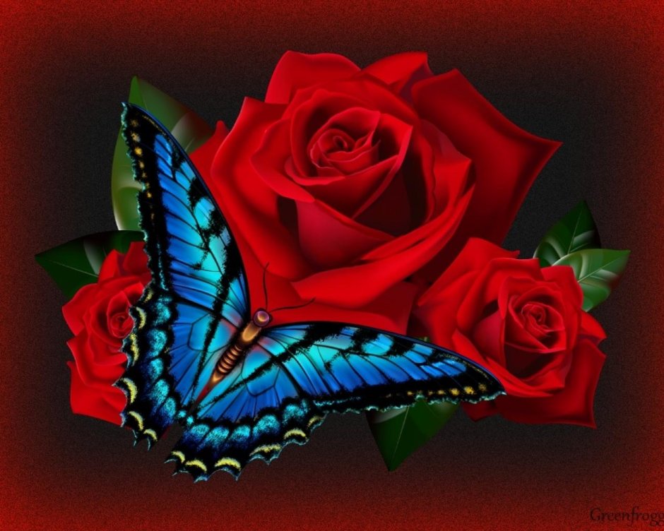 Красная роза и бабочка