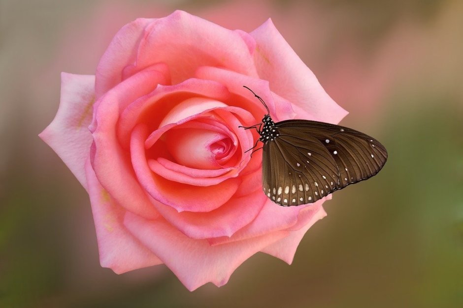 Розовая роза с бабочками