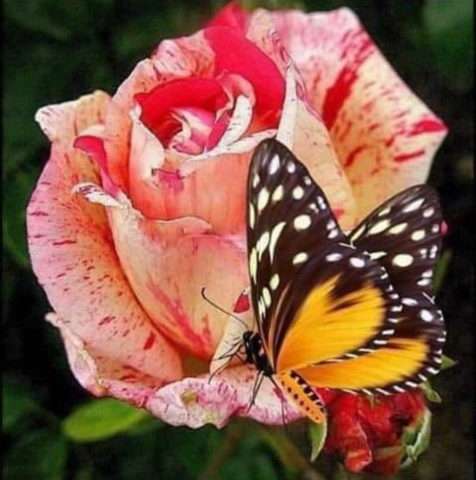 Яркая бабочка на Розе