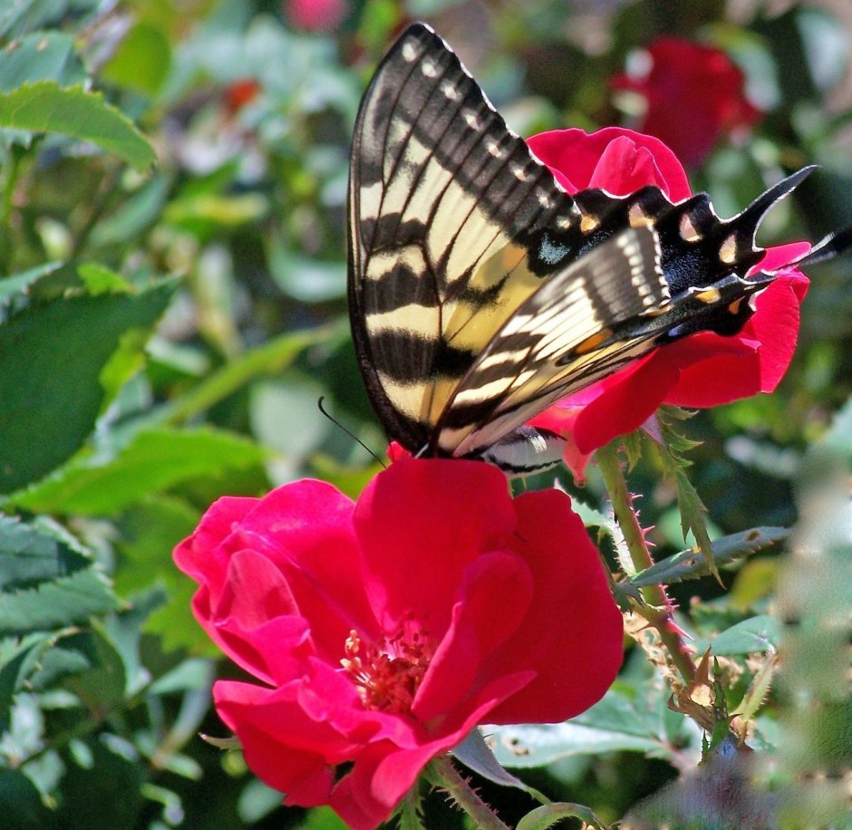 Роза плетистая бабочка