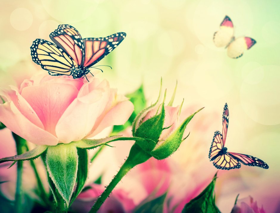 Нежные цветы и бабочки