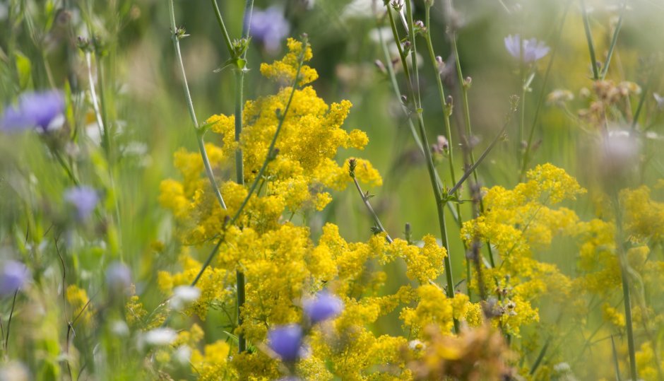 Желтые полевые цветы в мае