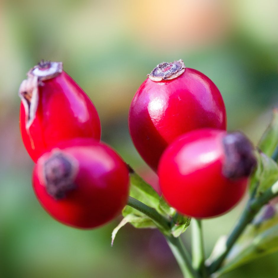 Дикие полезные растения с красными ягодками