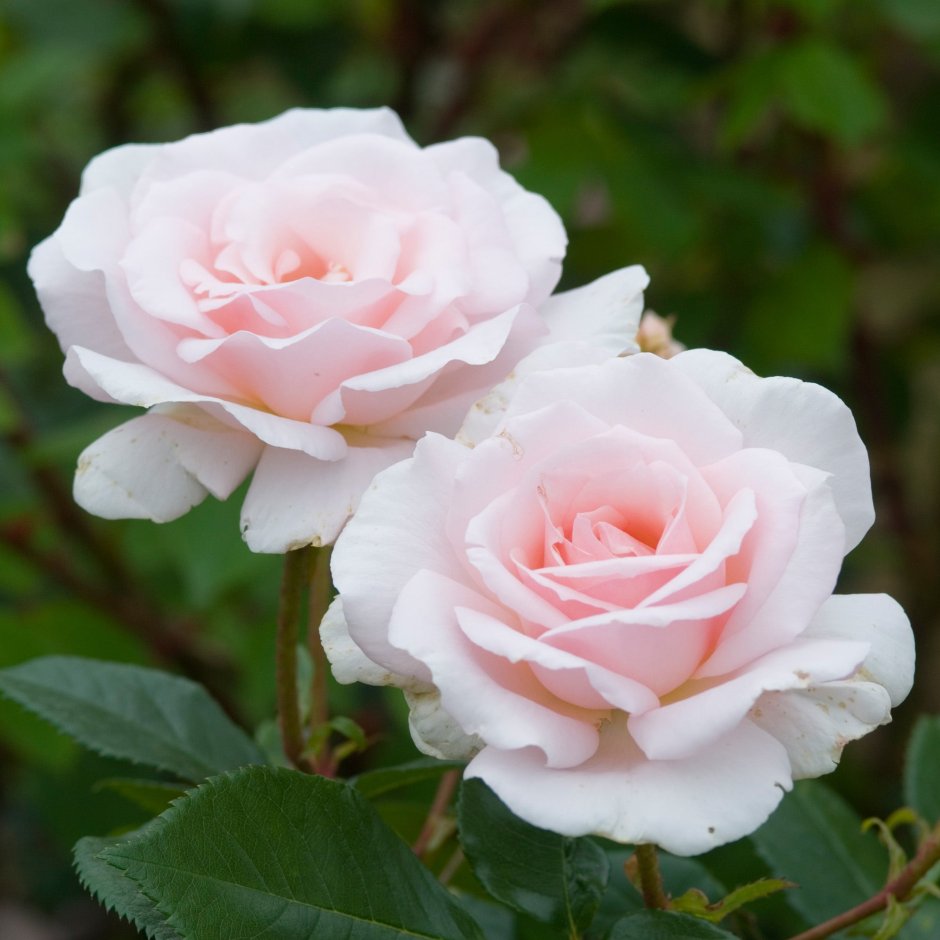 Роза чайно-гибридная "a Whiter Shade of pale"