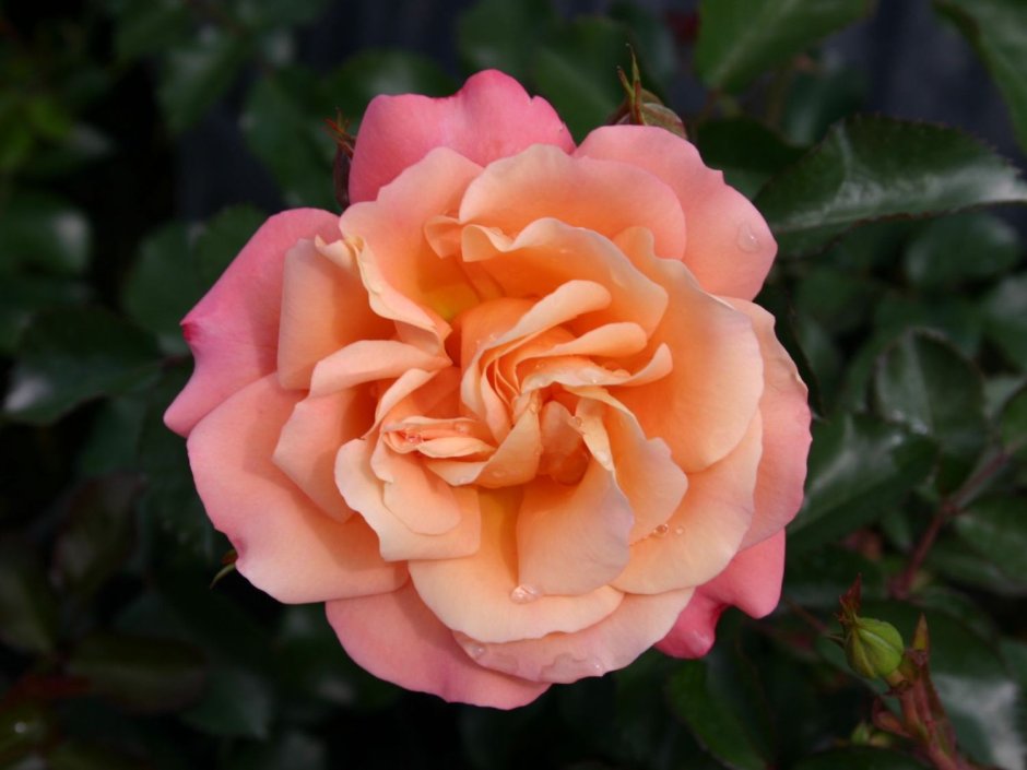 Роза шраб Кубана
