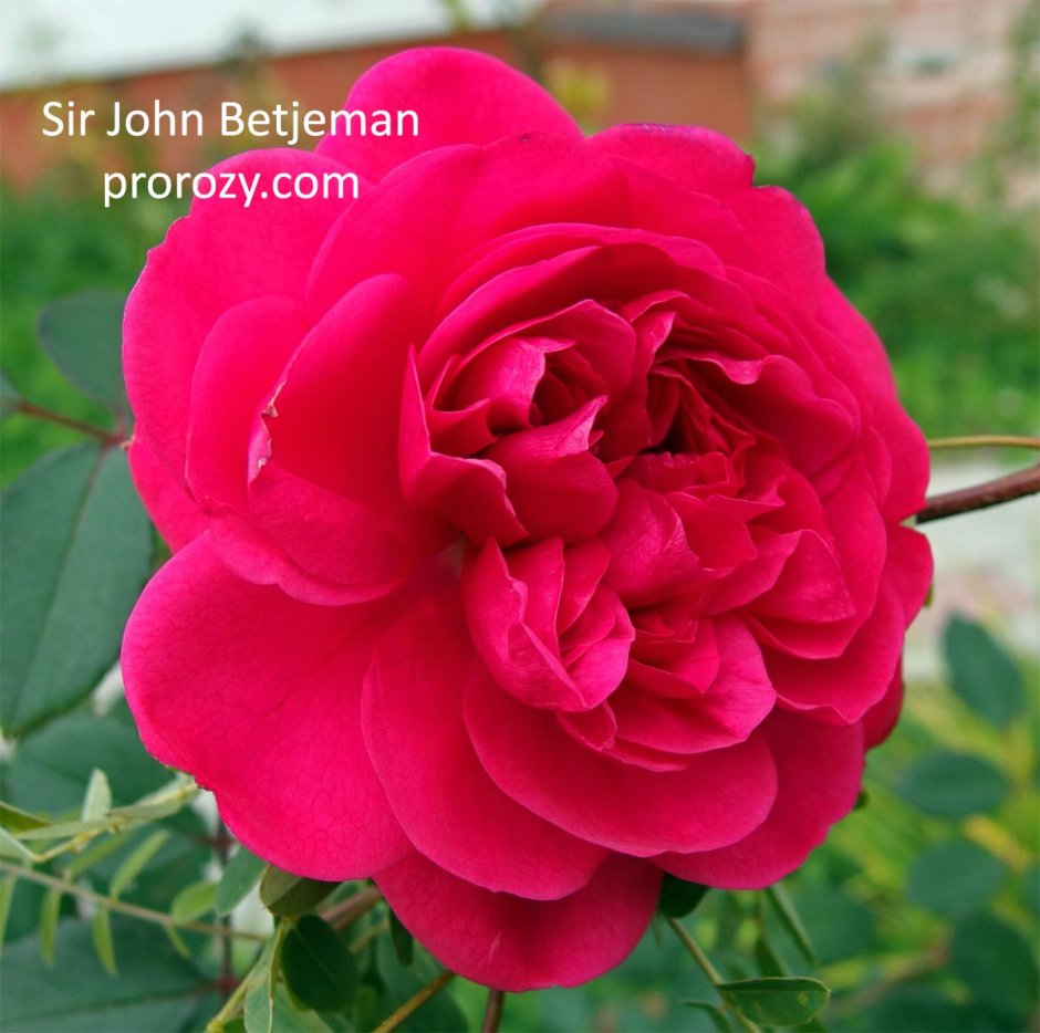 Роза английская Sir John Betjeman