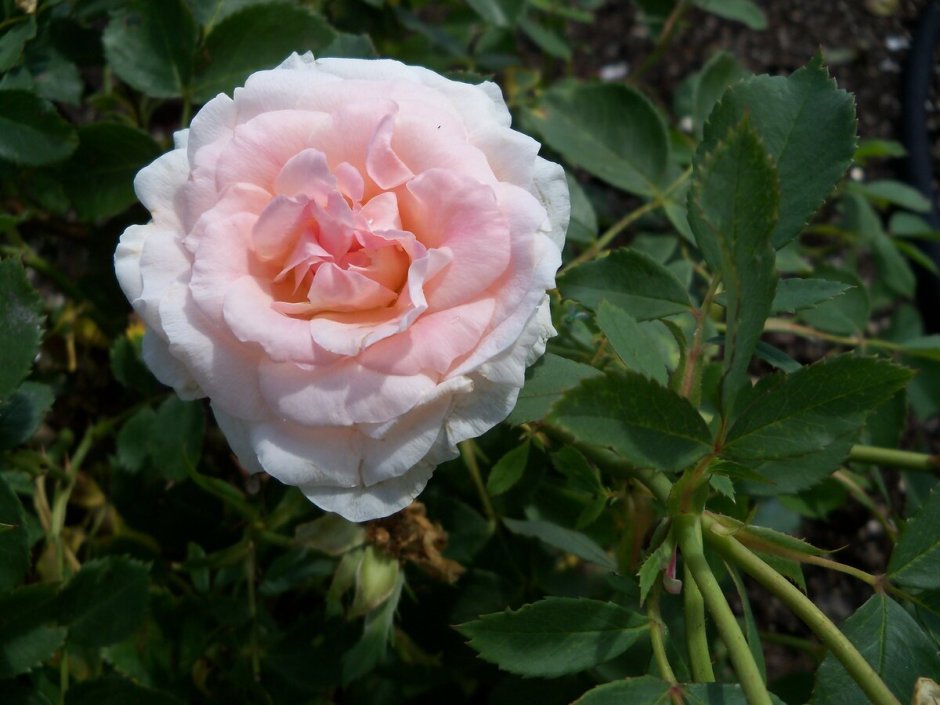 Роза шраб Геркулес