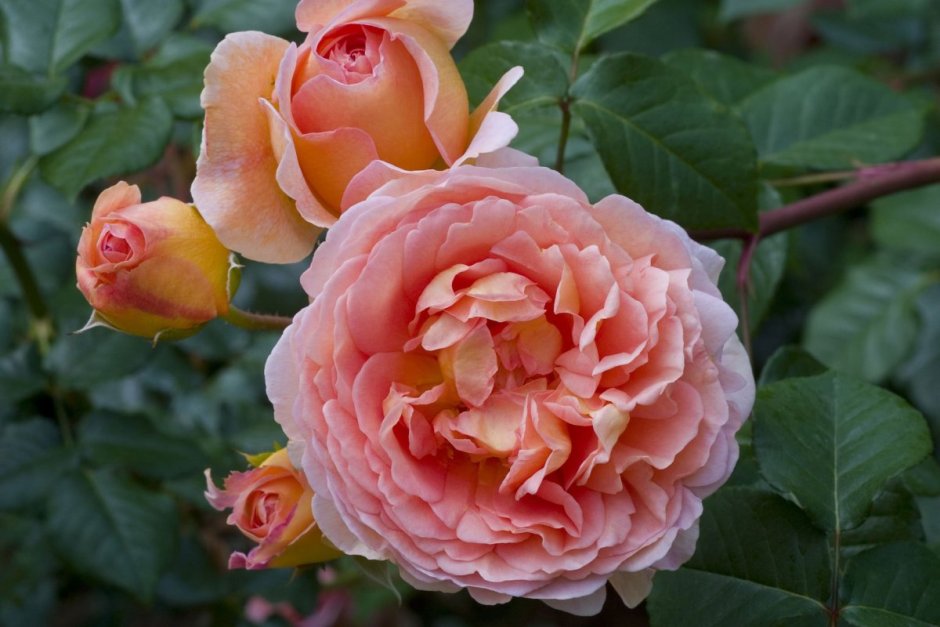 Абрахам дерби (Abraham Darby)