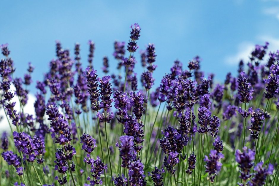 Лаванда узколистная (Lavandula angustifolia Эссенс пурпул