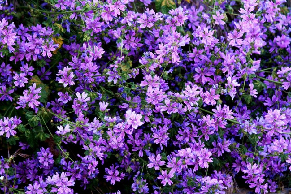 Полевый фиолетовый цветок Вайолет