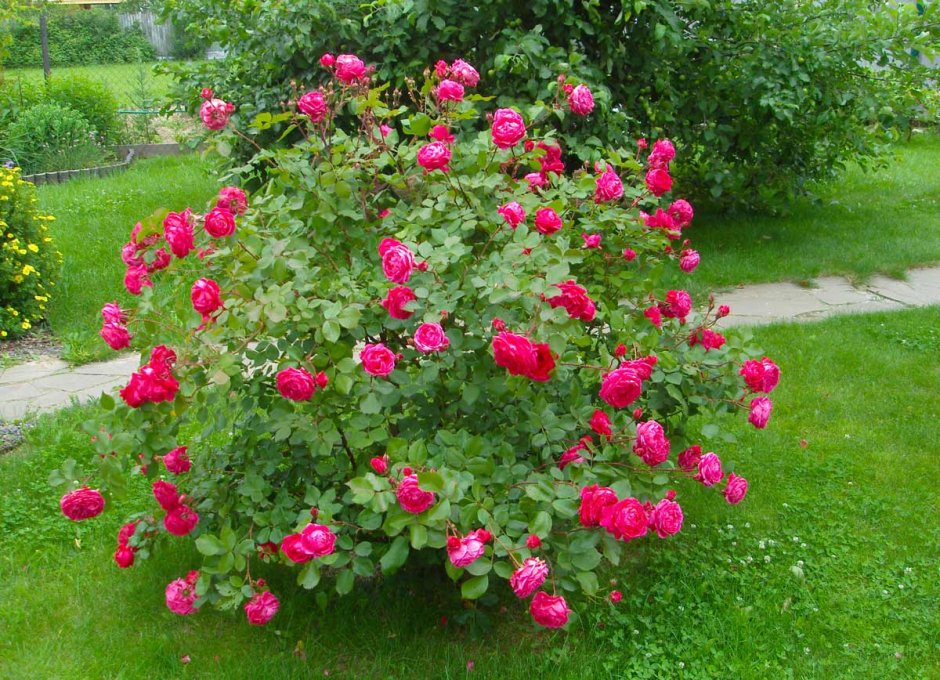 Роза кустовая Парковая