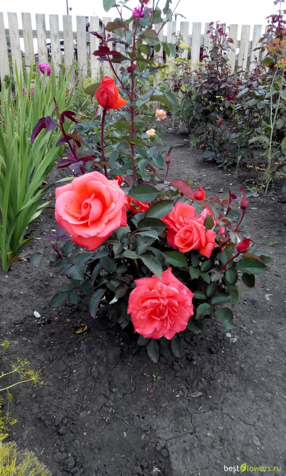 Роза Садовая чайно гибридная