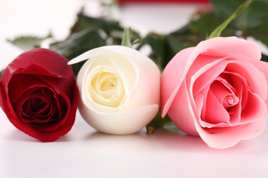 Три розы разных цветов