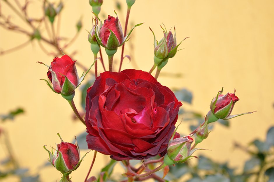 Чайная роза красная