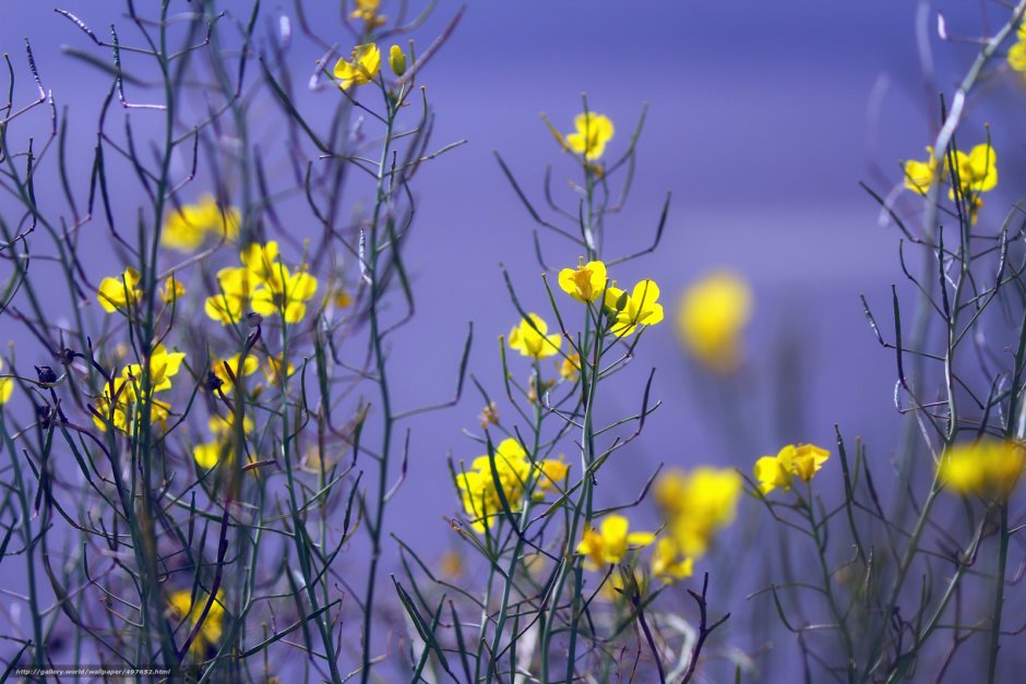 Желтые весенние полевые цветы