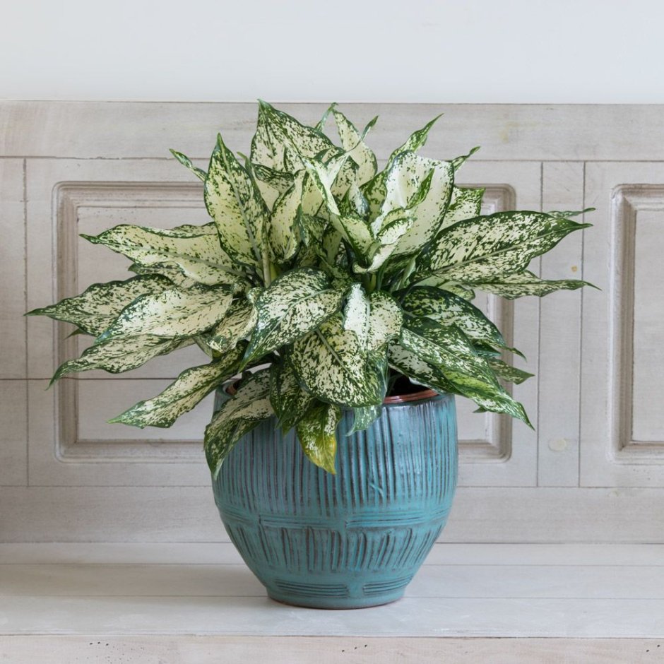 Аглаонема Chinese Evergreen