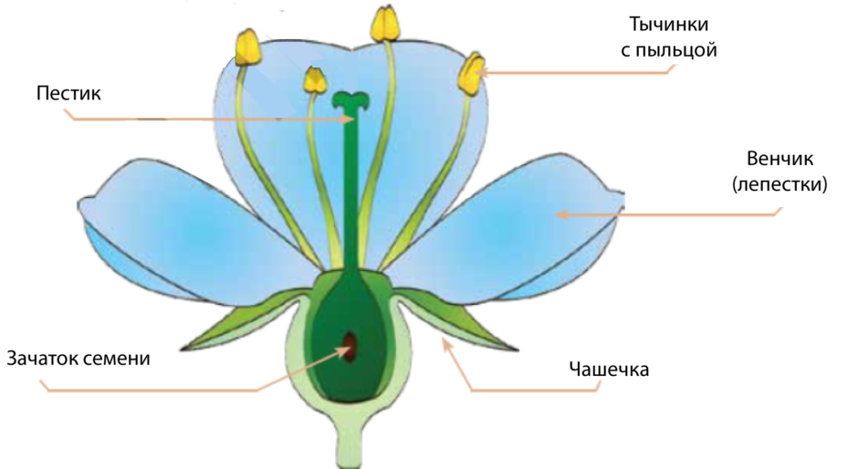 Строение цветка пестик венчик