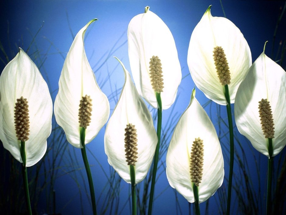 Спатифиллум белый цветок