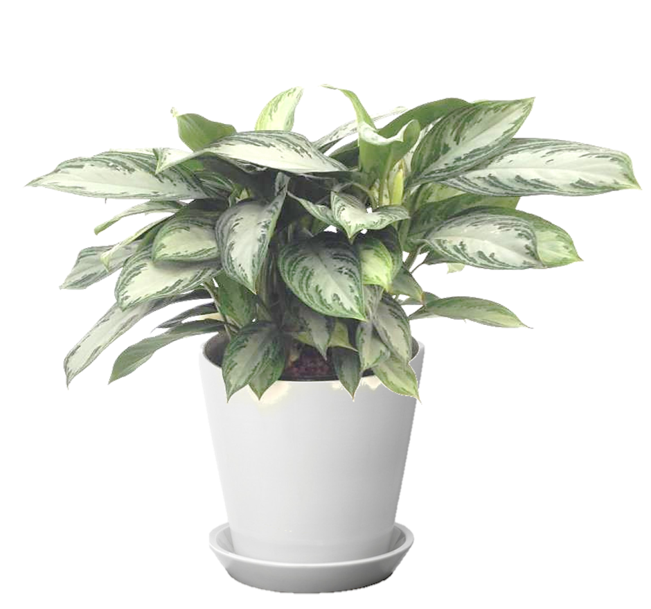 Аглаонема Chinese Evergreen