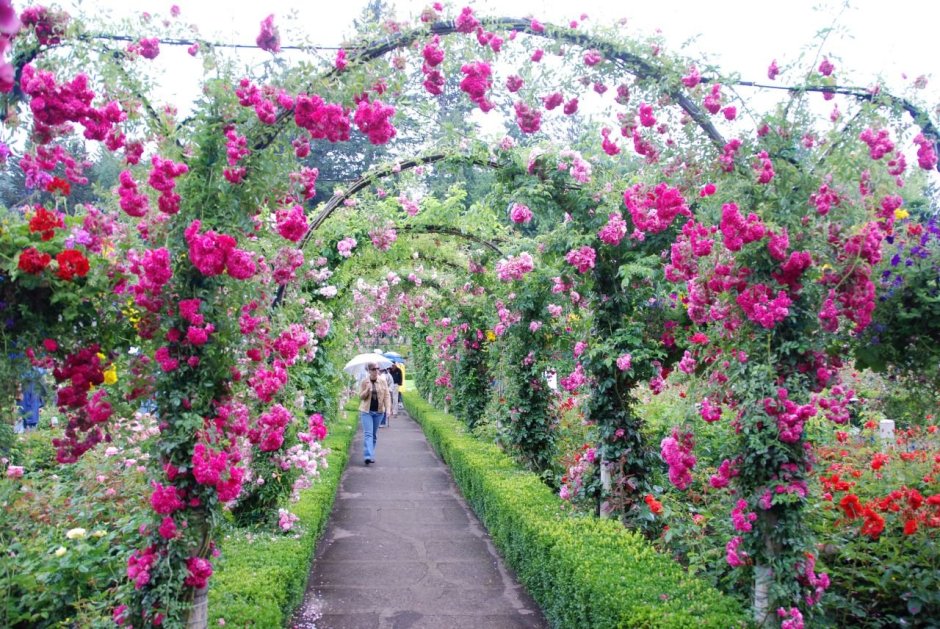 Летняя аркада розы плетистые