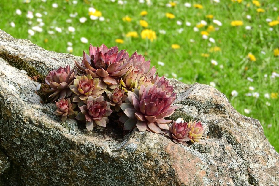 Молодило кровельное (Sempervivum tectorum)