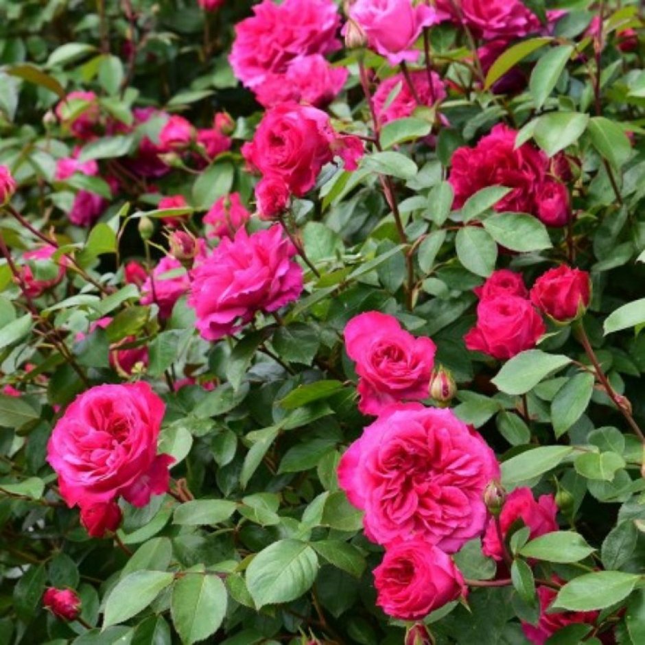 Роза Ivor's Rose