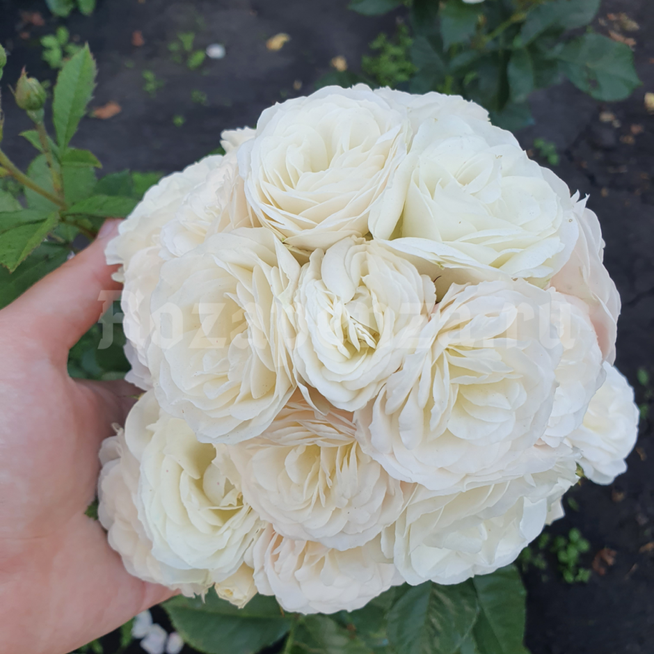 Bouquet parfait роза