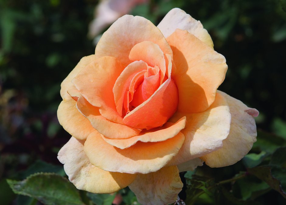 Brandy Rose цвет