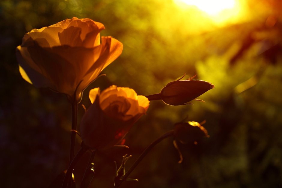 Роза в закатном солнце