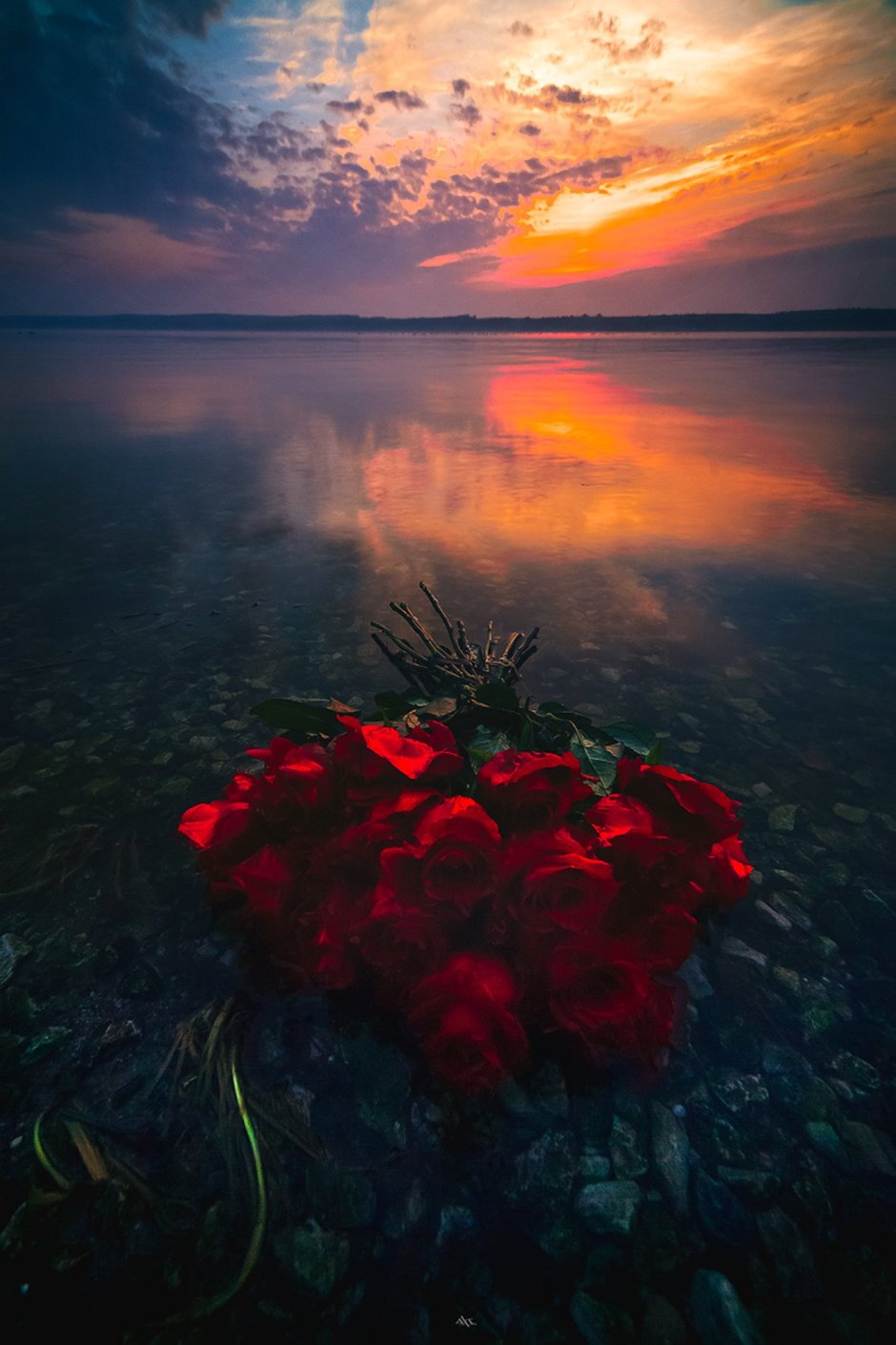 Розы море закат