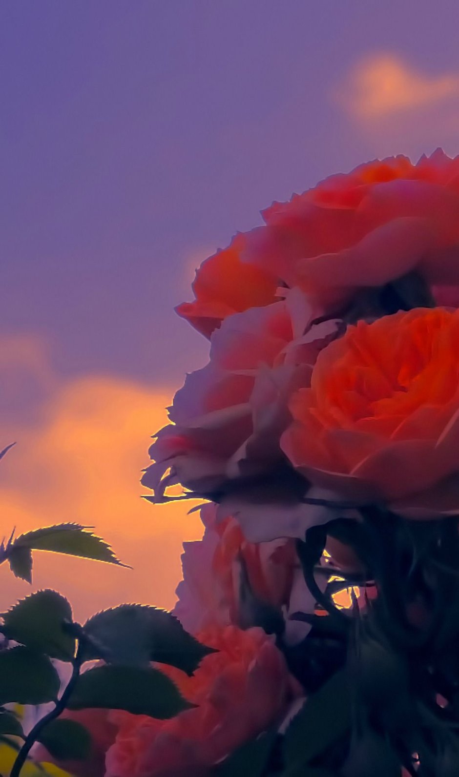 Розы на закате