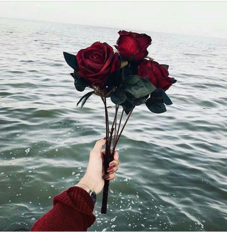Розы в воде Эстетика
