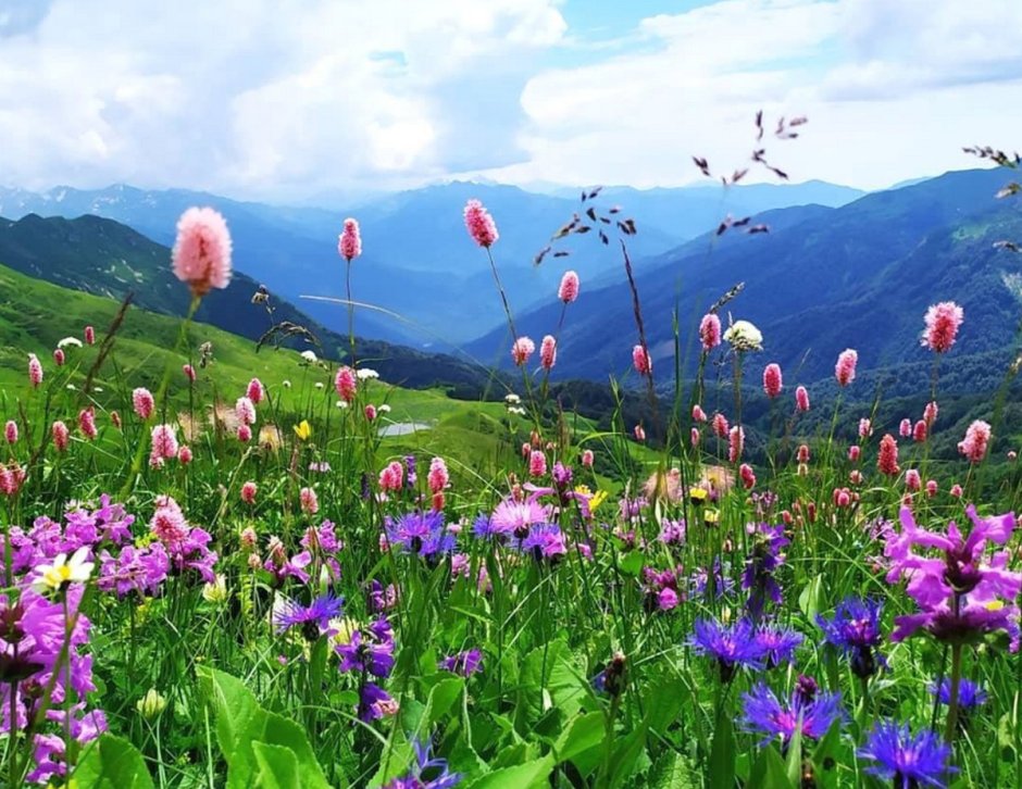 Гора Мамзышха Абхазия Альпийские Луга