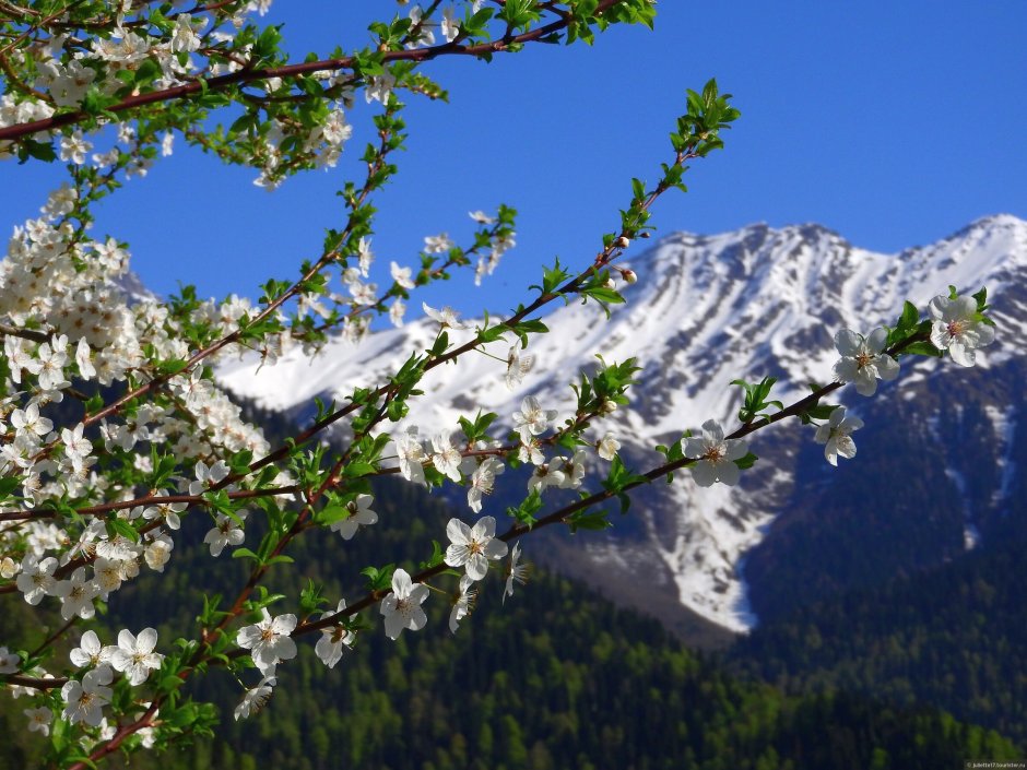 Абхазия горы март
