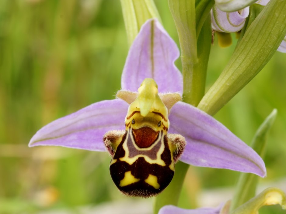 Ophrys apifera