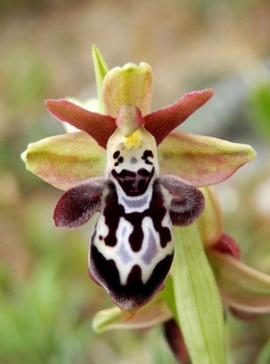 Орхидея «смеющийся Шмель» (Ophrys bombyliflora)