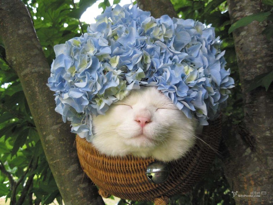 Котик с цветочком смешной