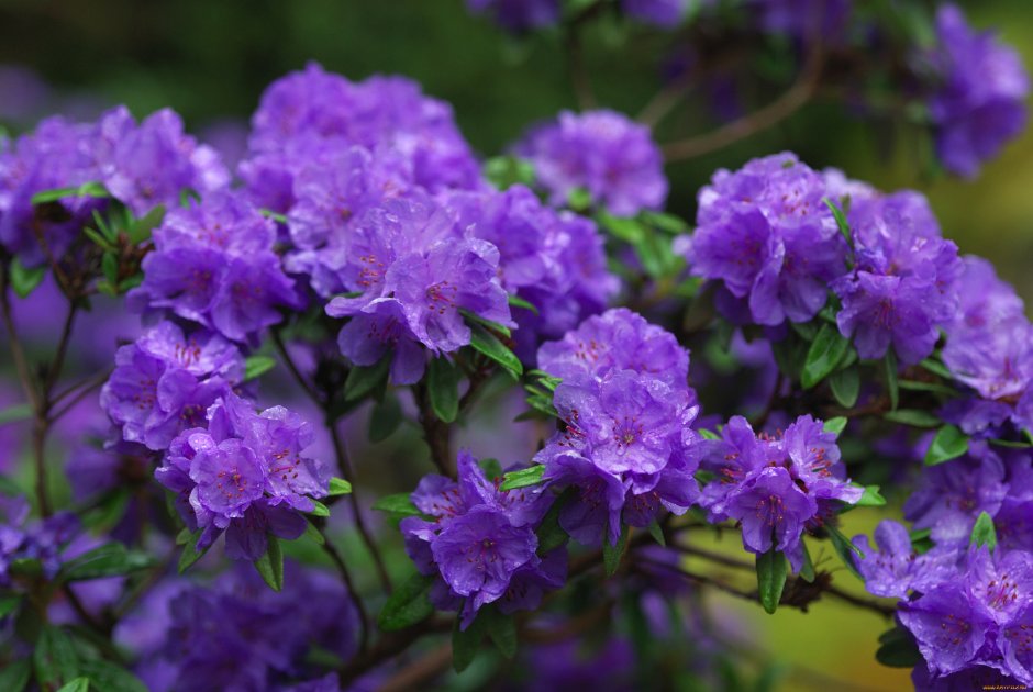 Рододендрон Азалия фиолетовая