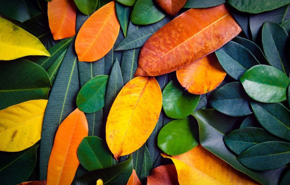 Оранжевые листья