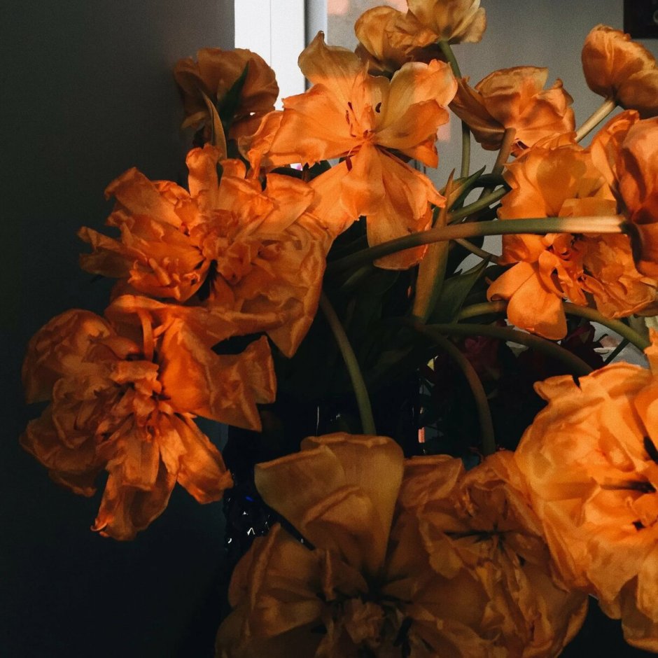 Оранжевые цветы Эстетика