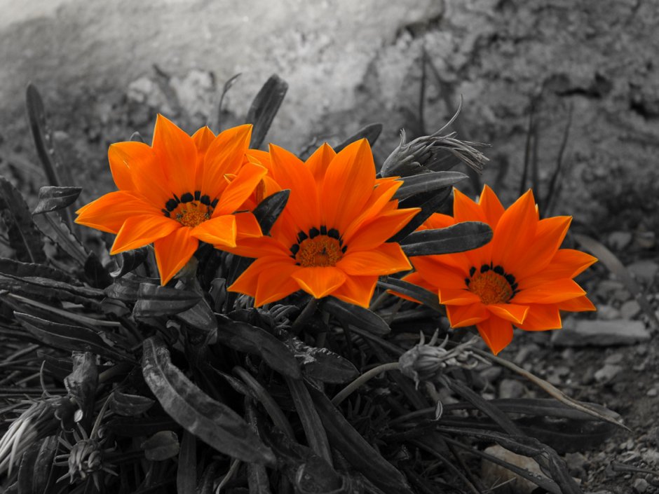 Цветы оранжевые с черным