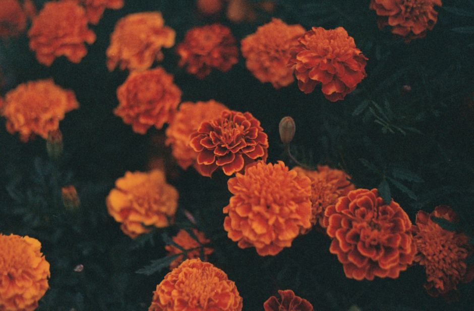 Оранжевые цветы Эстетика
