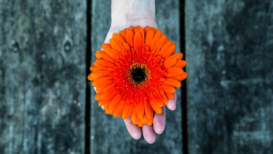 Оранжевый цветок в руках