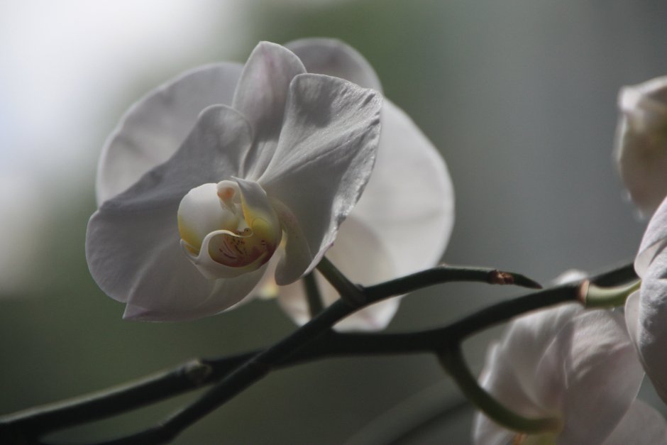 Орхидея от природы белая