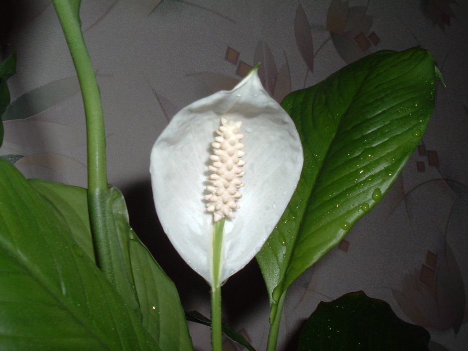 Белый цветок с большими зелеными листьями